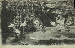 CPA Marseille Les Flamands au Jardin Zoologique Zoo