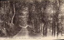 VINTAGE POSTCARD Houlgate an Alley in the Bois de Boulogne