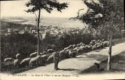 CPA Houlgate La Route de Villers et Vue sur Houlgate Berger et moutons