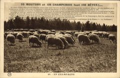 VINTAGE POSTCARD Sheep and Champagne make Betes Champagne