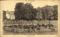CPA En Auvergne Vacherie an Parc Vaches