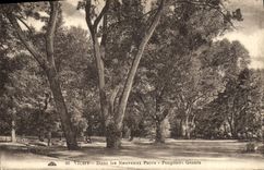 VINTAGE POSTCARD Vichy In the New ones Avoid Giant Poplars