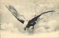 VINTAGE POSTCARD King Of the Alps Eagle Raptor bird