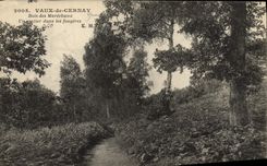 CPA Vaux de Cernay Bois des Marechaux Un sentier dans les fougeres