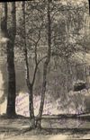 VINTAGE POSTCARD Wood of Meudon Clamart Pond of Trivaux