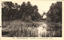 CPA Fontainebleau La Foret La Mare Aux Fees