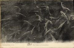 CPA Les Carpes De Fontainebleau Poissons 