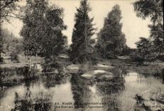 VINTAGE POSTCARD drill De Fontainebleau the Pond With the Franchard pigeons