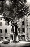 CPM Vence la Jolie Place du Frene arbre plante par Francois 1er