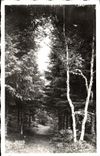 CPM La Louvesc Sous bois dans la foret du bois noir 