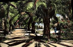 MODERN CARD Tlemcen the Public garden