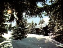 CPM Sous Bois Dans La Neige
