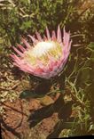 MODERN CARD Flowers Protea South Africa