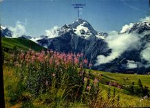 MODERN CARD Colors And Light Of France the Alps the Two Alps Epilobes and Muzelle