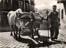 CPM Pays Basque Attelage Basque St Jean De Luz