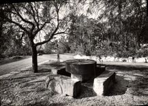 MODERN CARD Bormes the Mimosas Old woman Counts Of Pierre