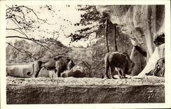 VINTAGE POSTCARD Paris Zoological garden De Vincennes Rocks the Lions Zoo