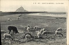 CPA Mont St Michel Les Pres Sales Vache et moutons