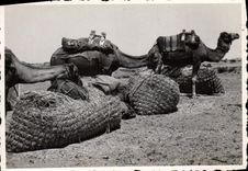 Photograph Tunisia Cheamu