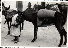 Photograph Tunisia Child and his ass