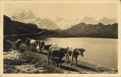VINTAGE POSTCARD Bachalpsee amndt Faulhorn und Screckhorn Cows