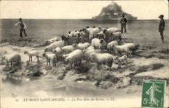 CPA Le Mont Saint Michel Les Pres Sales Des Greves Bergers et moutons 