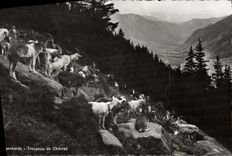 CPA Ziegenherde Troupeau De Chevres Chevre 