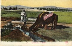 VINTAGE POSTCARD Camels with the Irrigation channel