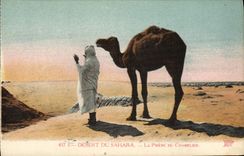 VINTAGE POSTCARD Chameau Serves of the Sahara the prayer of the camel driver