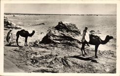 VINTAGE POSTCARD Scenes And Standard Camel drivers In Serves Camels