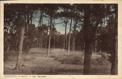 VINTAGE POSTCARD Condette Wild rabbits