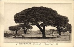 VINTAGE POSTCARD Holy Raphael Parasals Pines