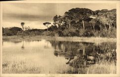 Paisaje de Hyeres de la POSTAL de la VENDIMIA en el camino de la playa