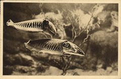 CPA Aquarium du Musee oceanographique de Monaco Seiche