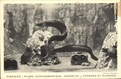 CPA Monaco Musee Oceanographique Aquarium Congres et Murenes