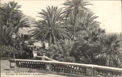 CPA Monte Carlo Groupe De Palmiers Les jardins