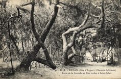 El camino de Royan de la POSTAL de la VENDIMIA de la cornisa y de los pinos twisted tiene Saint paladar