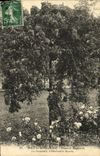 CPA Bois de Boulogne Parc de Bagatelle La roseraie l'ombrelle fleurie