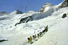 CPM Jungfraujoch Polarhunde Mit Gletscherhorn Unr Rottalhorn Chiens de traineau