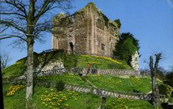 MODERN CARD Daffodil Time At Guildford Castle