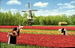 MODERN CARD Holland Bloemenland Molealand Land Off Flowers and Wind Millets Land DER Mill