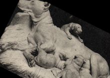 VINTAGE POSTCARD Museum of Luxembourg Lecourtier Bitch danise nursing its Puppy