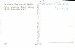 CPM Le Jardin Exotique de Monaco Cereus paraguemis Opunti sulfurea