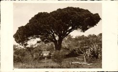 VINTAGE POSTCARD Cannes Tree