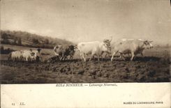 VINTAGE POSTCARD Rosa Happiness Nevers-native Tilling Museum Of Luxembourg Paris Oxen