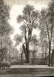 CPA Dijon Jardin de l'aqueduc le peuplier noir