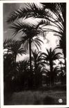 MODERN CARD Picturesque North Africa Palm plantation In the Twilight