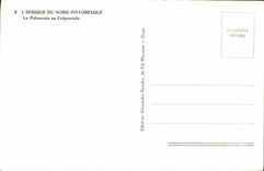 MODERN CARD Picturesque North Africa Palm plantation In the Twilight