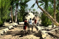 MODERN CARD Scenes and standard Way in the palm plantation