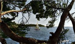 CPM Ile Saint Marguerite Au Loin Ile Saint Honorat